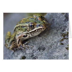 Northern Leopard frog, See-through Island,