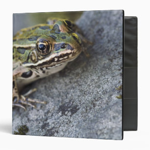 Northern Leopard frog, See-through Island, Binder