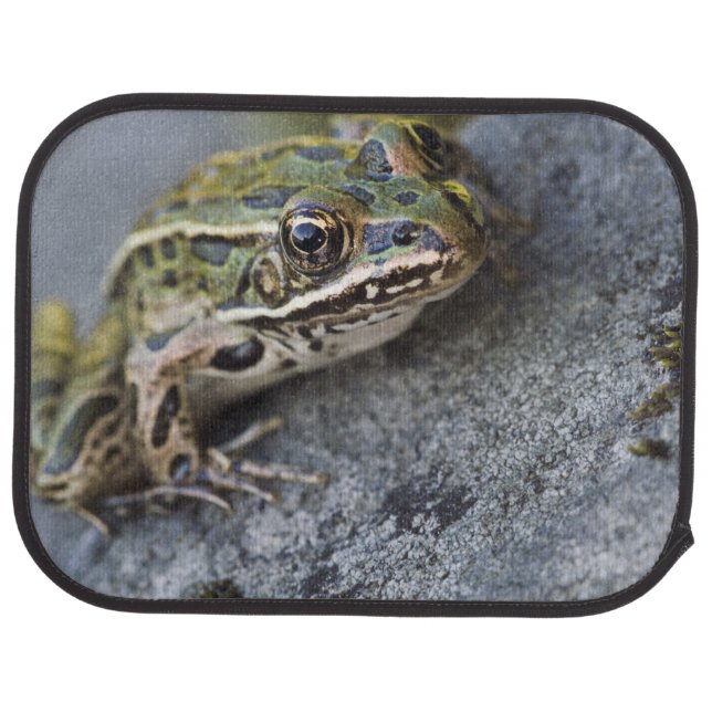 Northern Leopard frog, See-through Island, Car Mat (Rear)