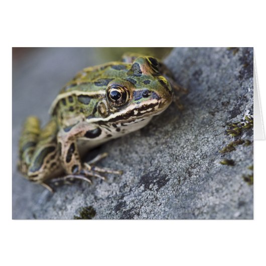 Northern Leopard frog, See-through Island, Cards (Front Horizontal)