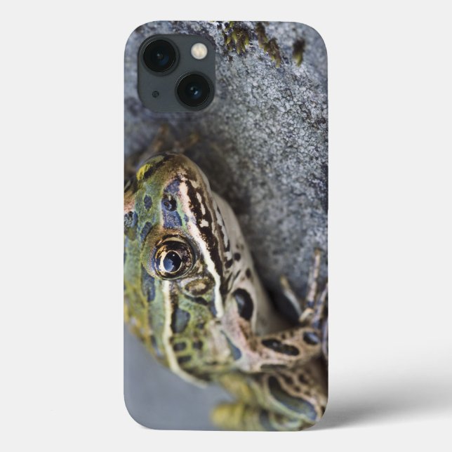 Northern Leopard frog, See-through Island, Case-Mate iPhone Case (Back)