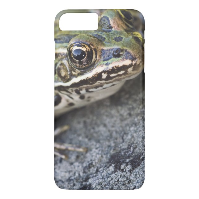 Northern Leopard frog, See-through Island, Case-Mate iPhone Case (Back)