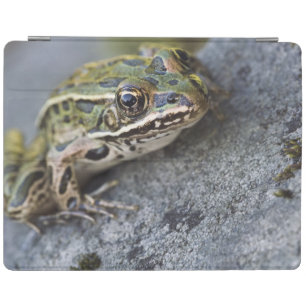 Northern Leopard frog, See-through Island, iPad Smart Cover