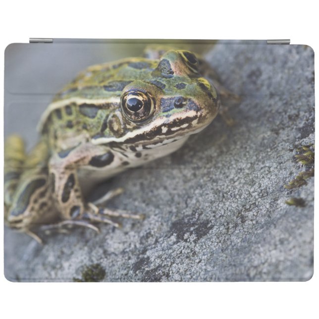 Northern Leopard frog, See-through Island, iPad Smart Cover (Horizontal)