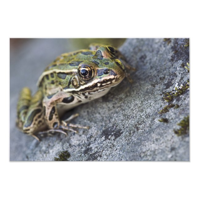 Northern Leopard frog, See-through Island, Photo Print (Front)
