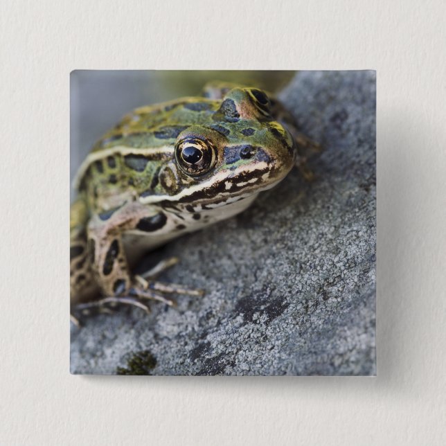 Northern Leopard frog, See-through Island, Pinback Button (Front)
