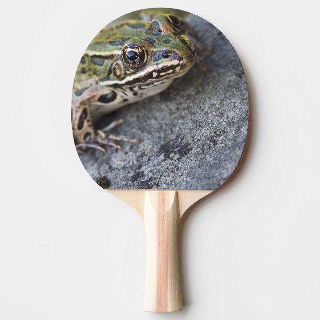 Northern Leopard frog, See-through Island, Ping-Pong Paddle (Front)