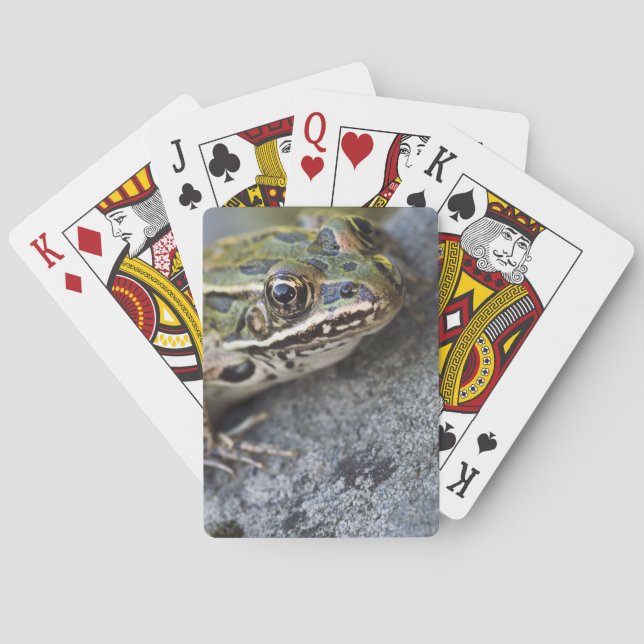 Northern Leopard frog, See-through Island, Poker Cards (Back)