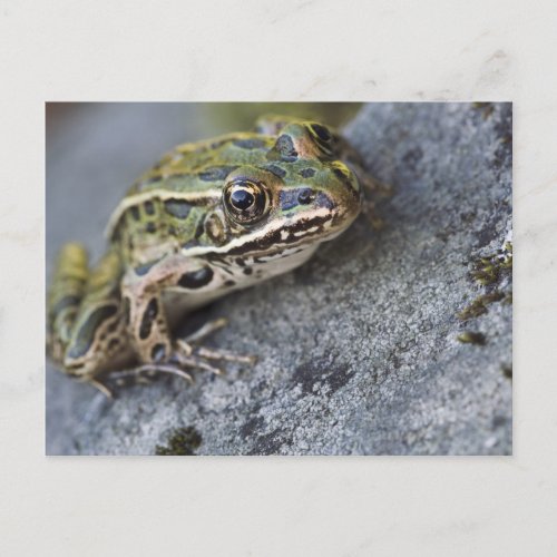 Northern Leopard frog See_through Island Postcard