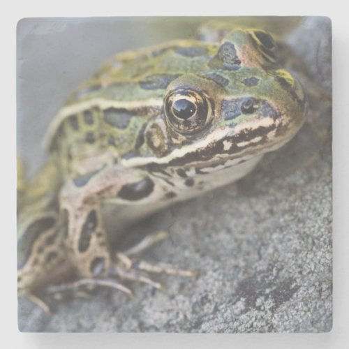 Northern Leopard frog See_through Island Stone Coaster