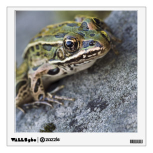 Northern Leopard frog, See-through Island, Wall Sticker
