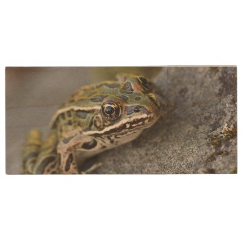 Northern Leopard frog See_through Island Wood USB Flash Drive