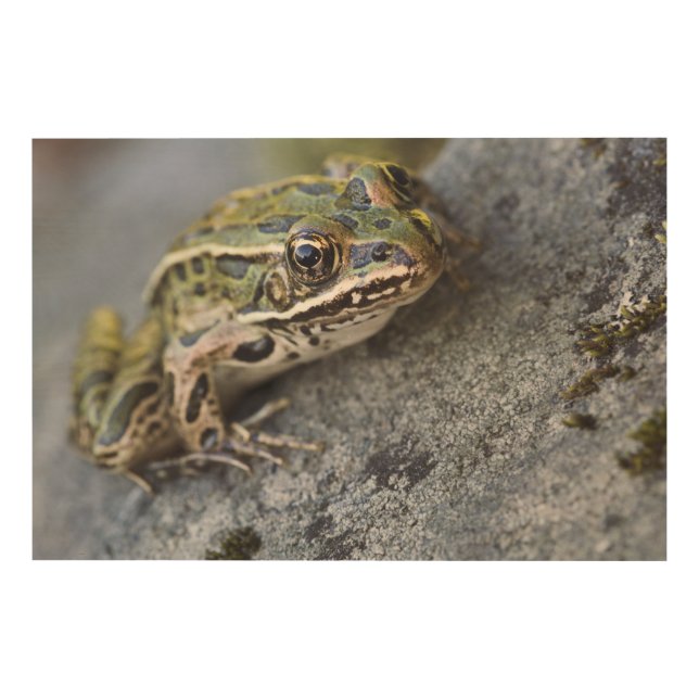 Northern Leopard frog, See-through Island, Wood Wall Art (Front)