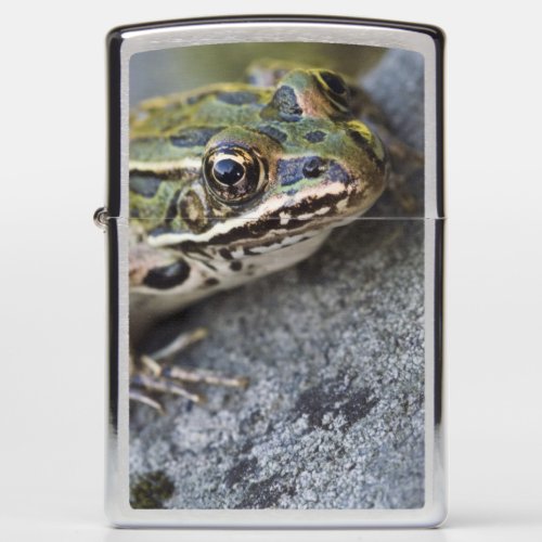 Northern Leopard frog See_through Island Zippo Lighter