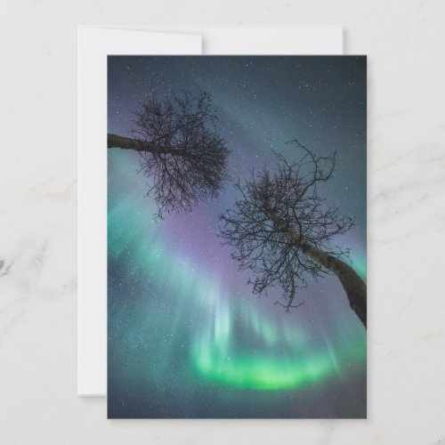 Northern Light Trees Card