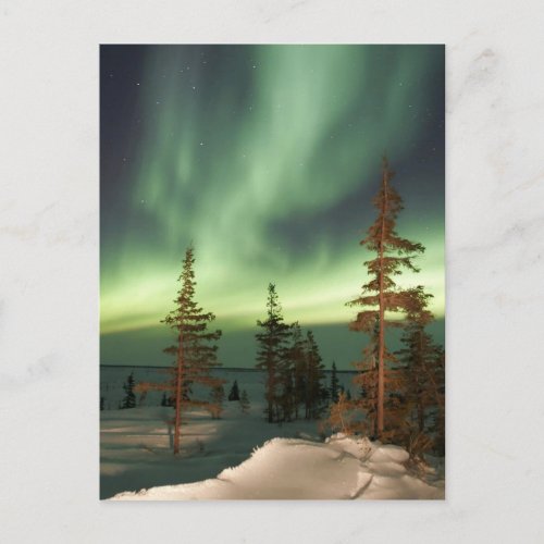 Northern Lights Canada Postcard