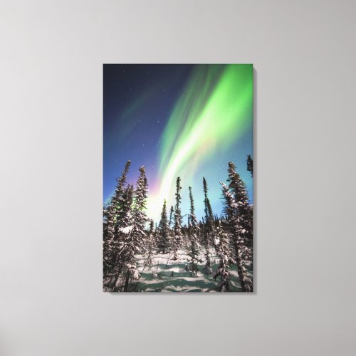 Northern Lights  Denali National Park Canvas Print