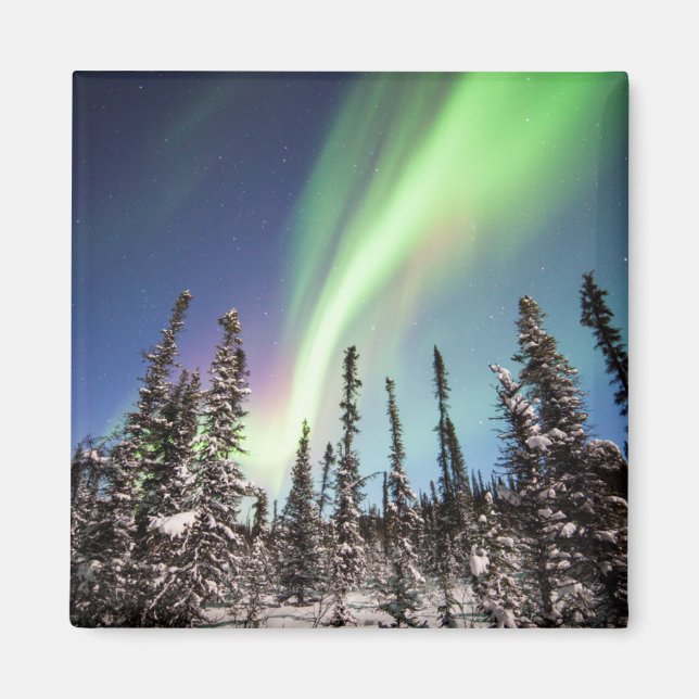 Northern Lights | Denali National Park Magnet (Front)