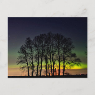 Northern Lights Manitoba Canada Grande Pointe Postcard