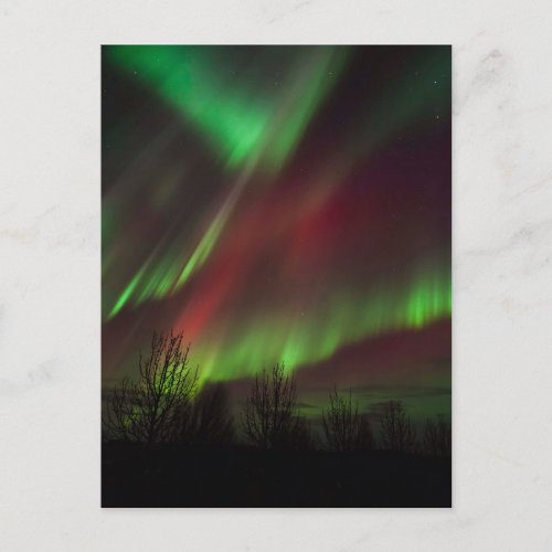 Northern Lights  Scandinavia Iceland Postcard