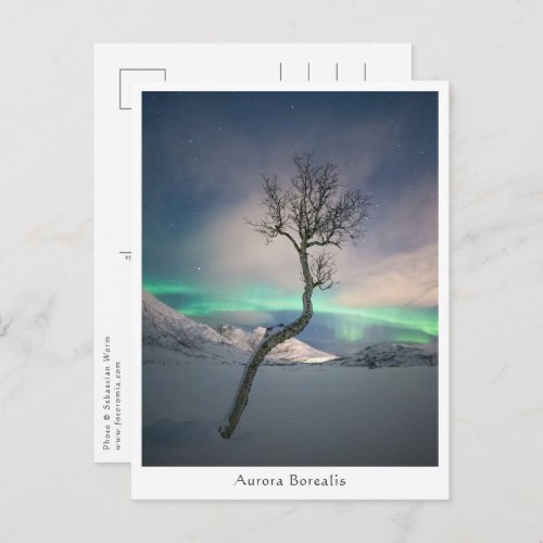 Northern Lights Tree Postcard