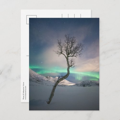 Northern Lights Tree Postcard