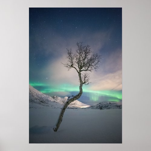 Northern Lights Tree Poster