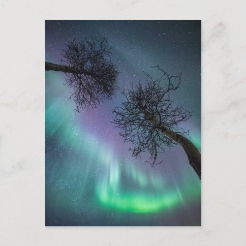 Northern Lights Trees Postcard