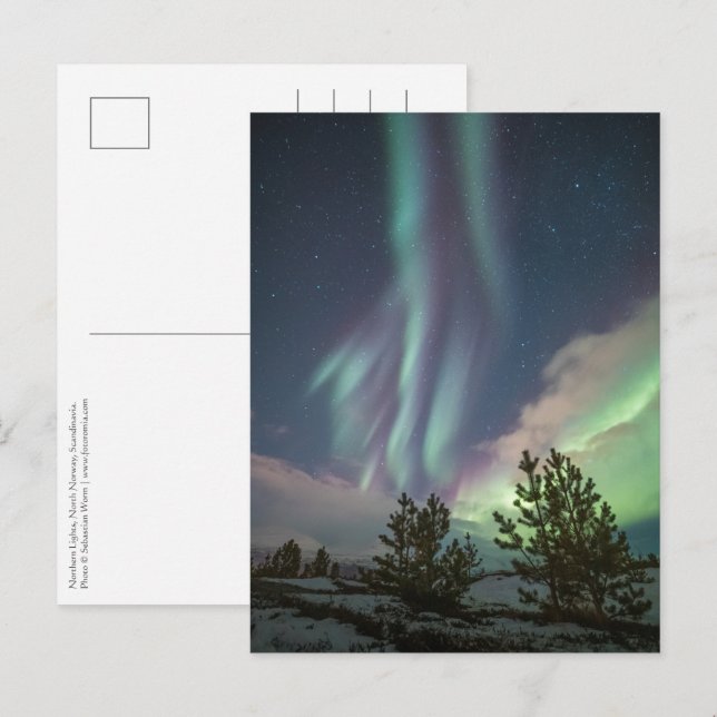 Northern Lights Trees Postcard (Front/Back)