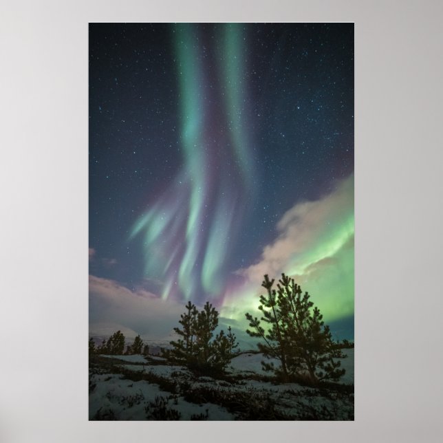 Northern Lights Trees Poster (Front)