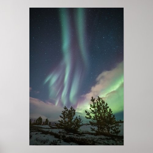 Northern Lights Trees Poster