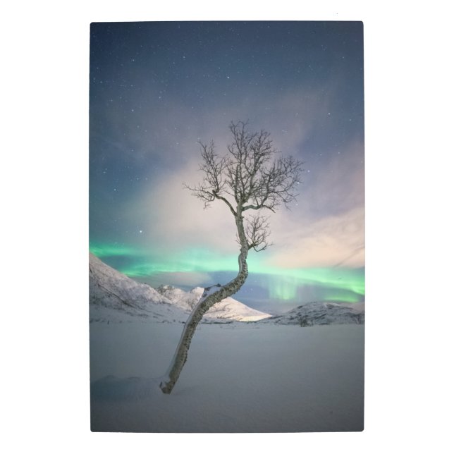 Northern Lights Winter Tree Metal Print (Front)