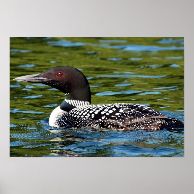 northern loon poster (Front)