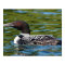 northern loon