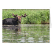 Northern Maine Moose (Front Horizontal)