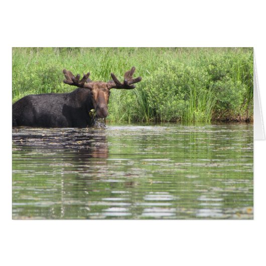 Northern Maine Moose (Front Horizontal)
