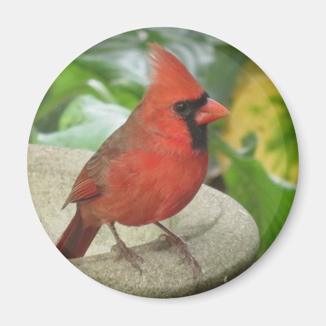 Northern Male Cardinal magnet (Front)