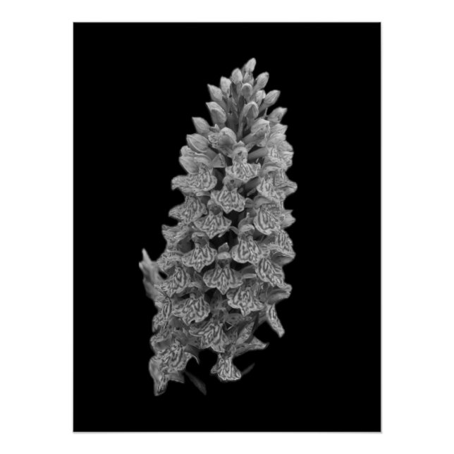 Northern Marsh Orchid Poster (Front)