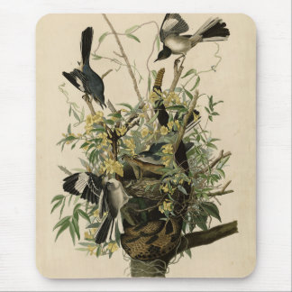 Northern Mocking Bird, Audubon's Birds of America Mouse Pad