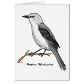 NORTHERN MOCKINGBIRD (Front)