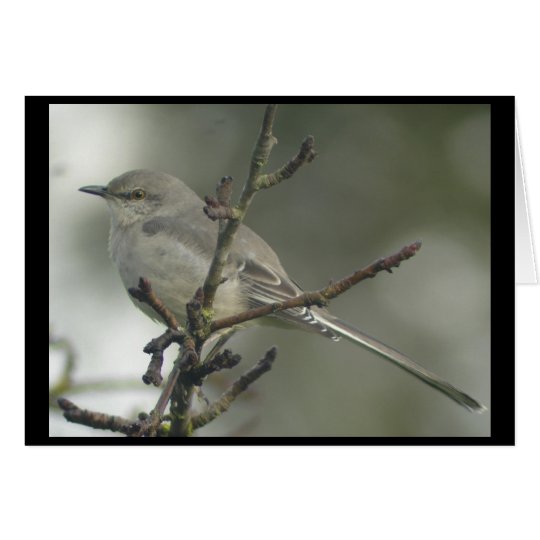 Northern Mockingbird Card