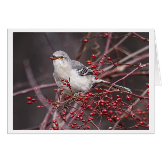 Northern Mockingbird Cards (Front Horizontal)