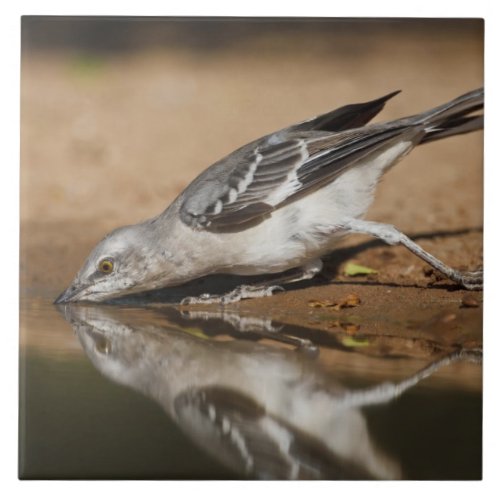 Northern Mockingbird drinking at south Texas pon Ceramic Tile