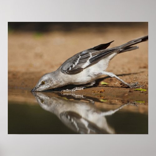 Northern Mockingbird drinking at south Texas pon Poster