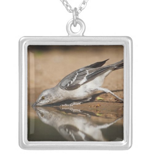 Northern Mockingbird drinking at south Texas pon Silver Plated Necklace