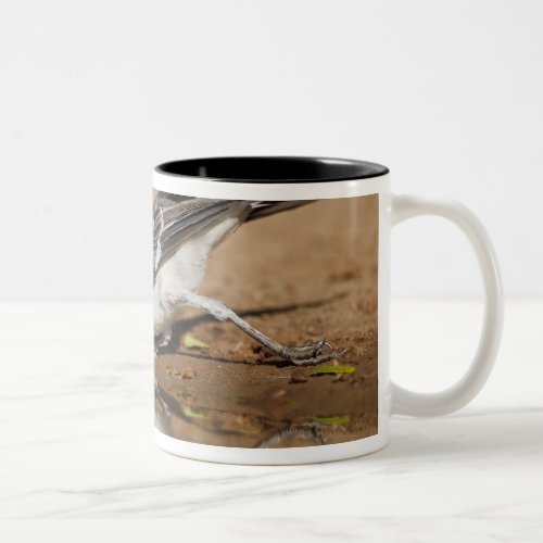 Northern Mockingbird drinking at south Texas pon Two_Tone Coffee Mug