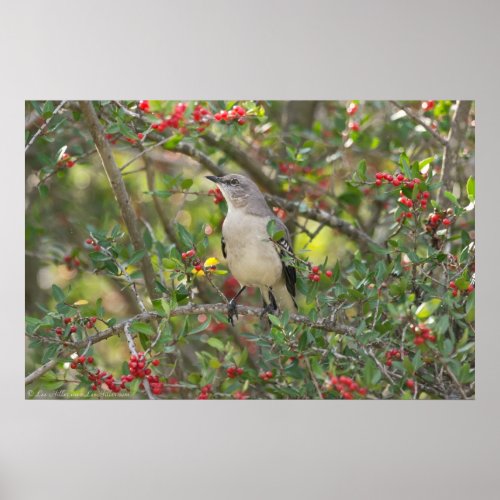 Northern Mockingbird in Red Berry Tree Poster