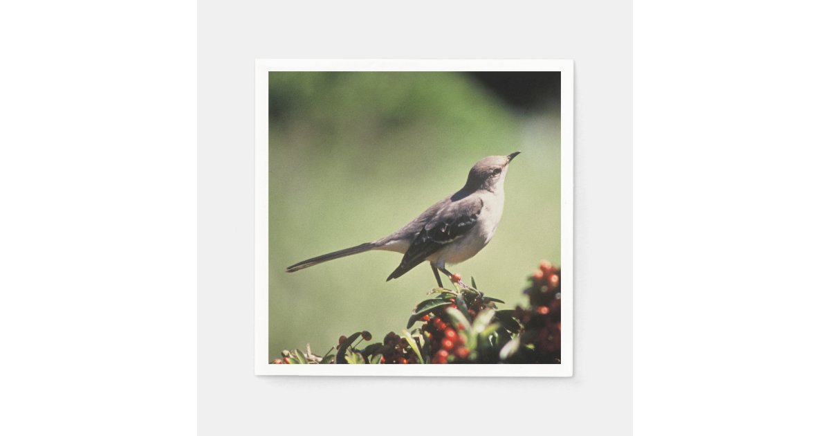 Northern mockingbird paper napkins | Zazzle