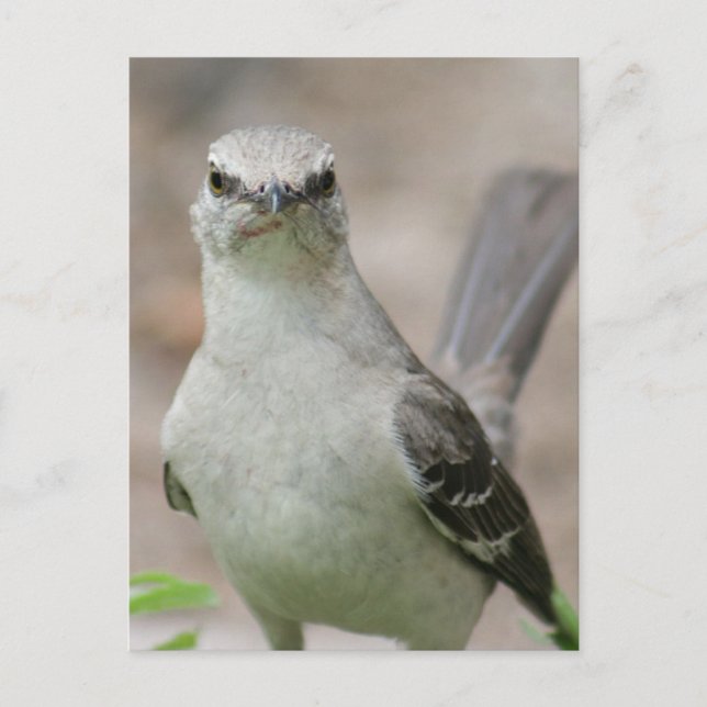 Northern Mockingbird Photo Postcard (Front)