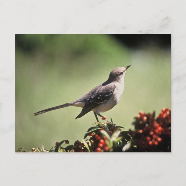 Northern mockingbird postcard (Front)
